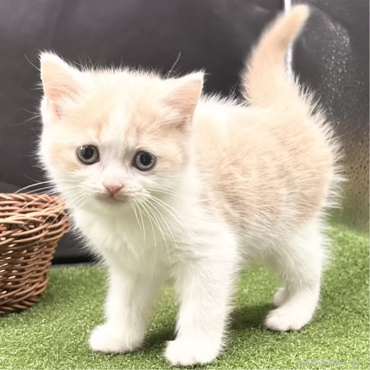 ID:2412-02548の子猫