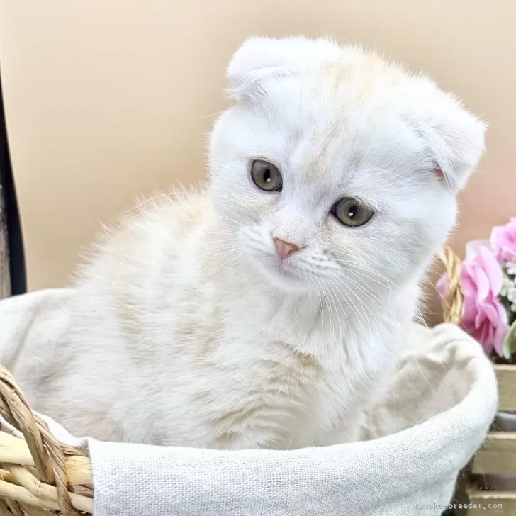 ID：2605-02347の子猫
