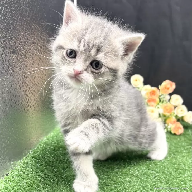 ID：2502-02242の子猫