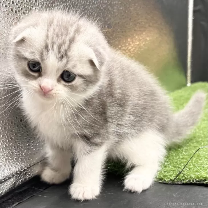 ID:2501-01537の子猫