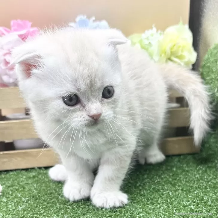 ID：2501-01179の子猫