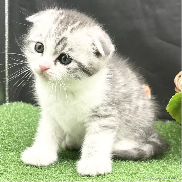 ID:2504-03053の子猫