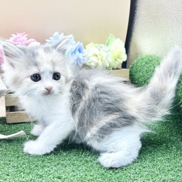 スコティッシュフォールド(立ち耳)【兵庫県・女の子・2025年9月23日・ダイリュートキャリコ（中毛）】の写真「物怖じしない、おっとりさんです！！」