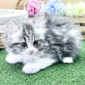 スコティッシュフォールド(立ち耳)【兵庫県・男の子・2025年6月14日・シルバータビー&ホワイト（中毛）】の写真「物怖じしない、おっとりさんです！！」