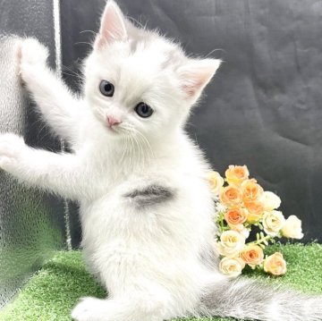 スコティッシュフォールド(立ち耳)【兵庫県・男の子・2025年10月1日・シルバータビー&ホワイト（短毛）】の写真「物怖じしない、おっとりさんです！！」