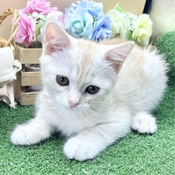 スコティッシュフォールド(立ち耳)【兵庫県・男の子・2025年7月14日・クリームタビー（短毛）】の写真「物怖じしない、おっとりさんです！」