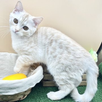 スコティッシュフォールド(立ち耳)【兵庫県・男の子・2025年7月14日・クリームタビー(短毛)】の写真「物怖じしない、おっとりさんです!」