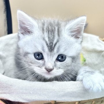 スコティッシュフォールド(立ち耳)【兵庫県・男の子・2025年9月26日・シルバータビー(短毛)】の写真「物怖じしない、おっとりさんです!」