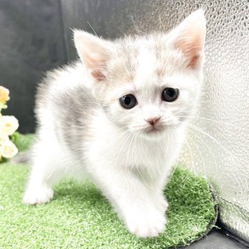 スコティッシュフォールド(立ち耳)【兵庫県・女の子・2025年9月23日・ダイリュートキャリコ（短毛）】の写真「物怖じしない、おっとりさんです！！」