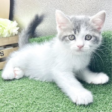 スコティッシュフォールド(立ち耳)【兵庫県・男の子・2025年7月30日・ブルータビー&ホワイト（短毛）】の写真「物怖じしない、おっとりさんです！」