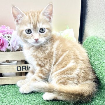 スコティッシュフォールド(立ち耳)【兵庫県・女の子・2025年6月18日・レッドタビー（短毛）】の写真「物怖じしない、おっとりさんです！」