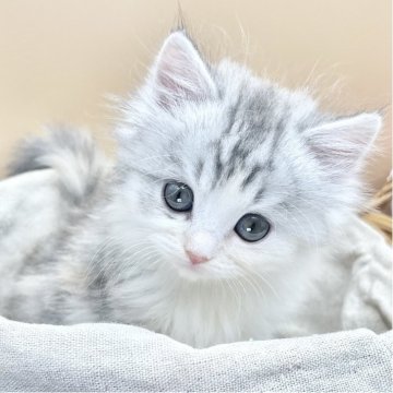 スコティッシュフォールド(立ち耳)【兵庫県・女の子・2025年10月1日・ダイリュートキャリコ（中毛）】の写真「物怖じしない、おっとりさんです！」