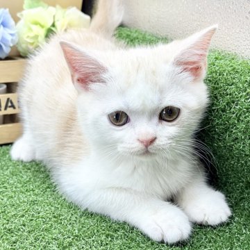 スコティッシュフォールド(立ち耳)【兵庫県・男の子・2025年9月26日・クリームタビー&ホワイト（短毛）】の写真「物怖じしない、おっとりさんです！！」