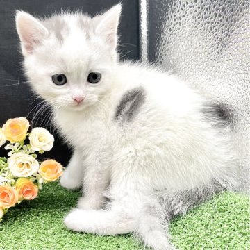 スコティッシュフォールド(立ち耳)【兵庫県・男の子・2025年10月1日・シルバータビー&ホワイト（短毛）】の写真「物怖じしない、おっとりさんです！」