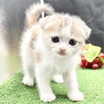 スコティッシュフォールド(折れ耳)【兵庫県・女の子・2025年9月23日・ダイリュートキャリコ（短毛）】の写真「物怖じしない、おっとりさんです！！」