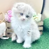スコティッシュフォールド(折れ耳)