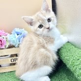 スコティッシュフォールド