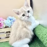 スコティッシュフォールド(立ち耳)