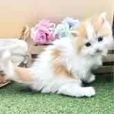 スコティッシュフォールド(折れ耳)