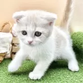 スコティッシュフォールド(折れ耳)