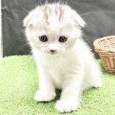 スコティッシュフォールド