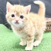 スコティッシュフォールド(立ち耳)