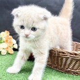 スコティッシュフォールド(折れ耳)