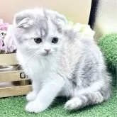 スコティッシュフォールド(折れ耳)