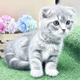 スコティッシュフォールド
