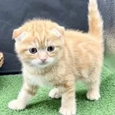 スコティッシュフォールド(折れ耳)