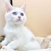 スコティッシュフォールド(立ち耳)