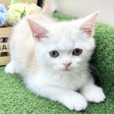 スコティッシュフォールド