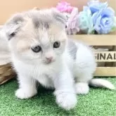 スコティッシュフォールド(折れ耳)【兵庫県・女の子・2025年3月5日・ダイリュートキャリコ】の写真1