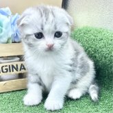 スコティッシュフォールド(折れ耳)