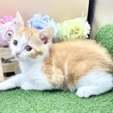スコティッシュフォールド(立ち耳)