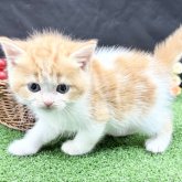 スコティッシュフォールド(立ち耳)