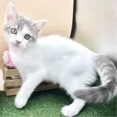 スコティッシュフォールド(立ち耳)【兵庫県・男の子・2025年7月30日・ブルータビー&ホワイト】の写真2