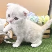 スコティッシュフォールド(折れ耳)【兵庫県・女の子・2024年12月10日・クリームタビー】の写真2