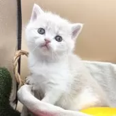 スコティッシュフォールド(立ち耳)【兵庫県・女の子・2024年12月10日・クリームタビー&ホワイト】の写真3