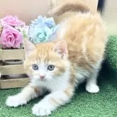 スコティッシュフォールド(立ち耳)【兵庫県・女の子・2025年10月1日・レッドタビー&ホワイト】の写真3