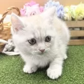 スコティッシュフォールド(立ち耳)【兵庫県・男の子・2024年11月10日・クリームタビー】の写真4