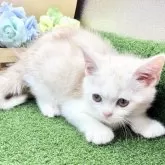 スコティッシュフォールド(立ち耳)【兵庫県・男の子・2025年9月26日・クリームタビー&ホワイト】の写真4