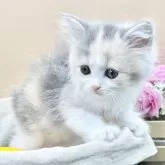 スコティッシュフォールド(立ち耳)【兵庫県・女の子・2025年9月23日・ダイリュートキャリコ】の写真4