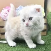 スコティッシュフォールド(折れ耳)【兵庫県・女の子・2024年12月10日・クリームタビー】の写真4