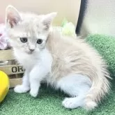 スコティッシュフォールド(立ち耳)【兵庫県・男の子・2025年9月23日・クリームタビー&ホワイト】の写真6