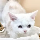 スコティッシュフォールド(立ち耳)【兵庫県・男の子・2025年9月26日・クリームタビー&ホワイト】の写真6