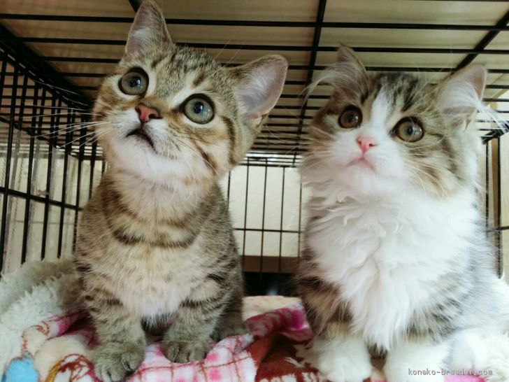 米森直子ブリーダー