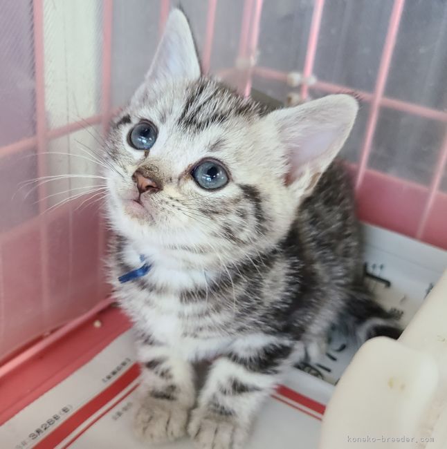 アメリカンショートヘア 千葉県 男の子 21年3月8日 シルバータビー かわいい男の子 みんなの子猫ブリーダー 子猫id 2104 アメリカンショートヘア 千葉県 男の子 21年3月8日 シルバータビー かわいい男の子 みんなの子猫ブリーダー 子猫id 2104