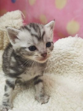 アメリカンショートヘア【千葉県・男の子・2020年4月26日・シルバークラシックタビー】の写真「お目目がくりっくりの可愛い男の子です！」