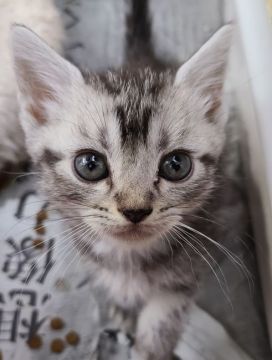 アメリカンショートヘア【千葉県・男の子・2021年3月8日・シルバータビー】の写真「お目目がキラキラな男の子♪」